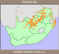 Image result for Aristida stipitata