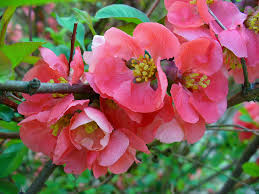 Image result for Chaenomeles japonica
