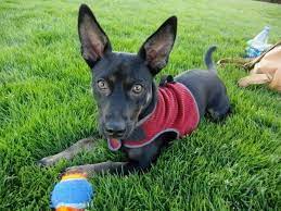 The german shepherd chihuahua mix is a very interesting dog breed that most people find hard to believe it actually exists. The German Shepherd Chihuahua Mix Guide Allshepherd