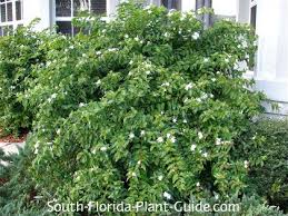 Small white flowers most of year. Downy Jasmine Downy Jasmine Is A Charming Fluffy Shrub With Bright White Blossoms On And Off All Year White Flowering Shrubs Florida Plants Florida Flowers