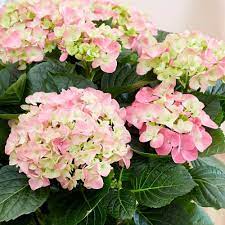 Hydrangea Macrophylla Early Rosa Hydrangea Hydrangea Macrophylla Hydrangea Landscaping Planting Hydrangeas