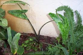 Maybe you would like to learn more about one of these? Plantfiles Pictures Alocasia Elephant Ear Reticulata Alocasia Zebrina By Tropicalpam