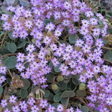 Maybe you would like to learn more about one of these? Wildflowers Grand Canyon National Park U S National Park Service