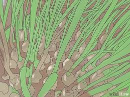 This decorative and delicately flavored herb from the onion family is easy to grow indoors and out. How To Harvest Chives 6 Steps With Pictures Wikihow