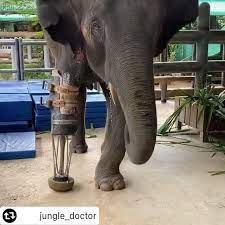 Tác phẩm tuyệt vời từ @jungle_doctor: Một ngày trong cuộc sống của chú voi cụt chân Mosha tại bệnh viện đầu tiên trên thế giới dành cho voi, Friends of the Asian Elephant Foundation ở Thái Lan.⁣ ⁣ Mosha chỉ
