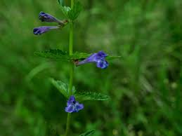 Image result for Scutellaria schweinfurthii