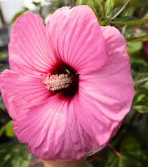 Image result for Hibiscus kirkii