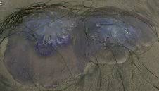 A Gumboot, a Pectoral Girdle & Snotsicles….New Story by John Vonderlin