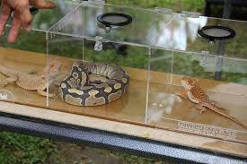 Maybe you would like to learn more about one of these? Where To Buy Exotic Pets In Philippines