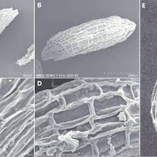 Image result for Sedum ruwenzoriense