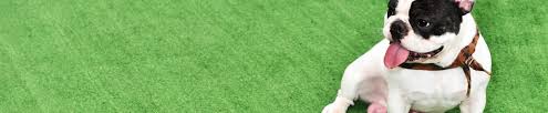 All seasons synthetic turf perth had a visit from the lovely thor and his owners today, he loved rolling around on the fake grass. Cool Pet Friendly Artificial Grass For Dogs Resource Guide