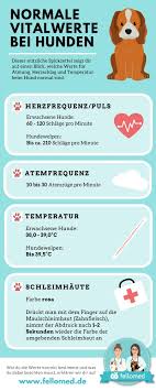 Puls Atemfrequenz Temperatur Was Ist Normal Bei Hund Und Katze