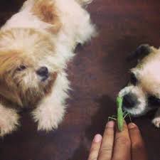 And Tonight We Have A Visitor Folks Detective Dixie Wastes No Time Interrogating Mr Praying Mantis Doglife By Fleet1ng Dog Life Detective Praying Mantis