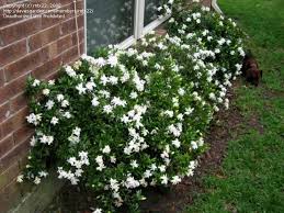 Gardenia Jasminoides Radicans Front Bed Or Under Master Bedroom Windows Houston Garden Dwarf Gardenia Full Shade Plants