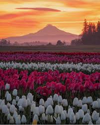 Wooden Shoe Tulip Festival Picture By Jakeegbert Earthroulette For A Feature Nature Beautiful Nature Beautiful Landscapes