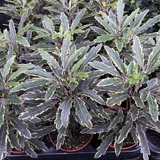 Image result for Plerandra