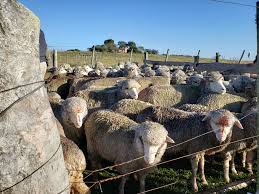 Marisol Batista (@MarisolBatist16)