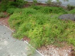 Image result for Asparagus petersianus