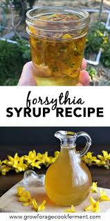 Forsythia Flower Honey Syrup Recipe Wild Edibles Recipes Holistic Recipes Foraged Food