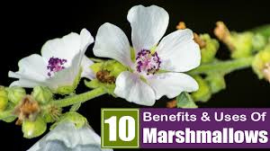 Like many of the herbs still in use today, marshmallow has a long history of use, going back at least 2,000 years, though most probably even more than this. 10 Amazing Benefits Uses Of Marshmallows