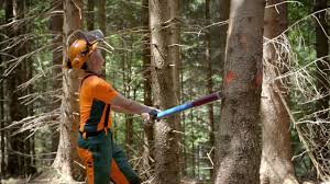 Baum Fallen Abdrehen Eines Seitlich Hangengebliebenen Baumes Ein Baum Kann Beim Fallen Immer Mal In Einem Anderen Baum Hangen Ble Baum Fallen Holzernte Baum