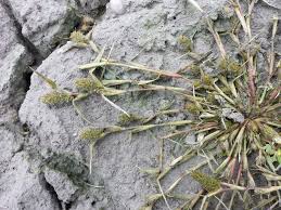 Image result for Crypsis schoenoides