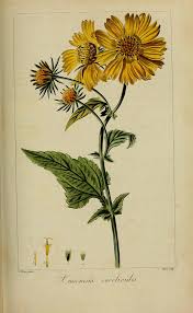 Image result for Verbesina encelioides