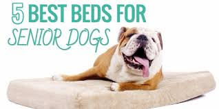 Best extra large dog beds uk. 5 Best Dog Beds For Senior Arthritic Dogs