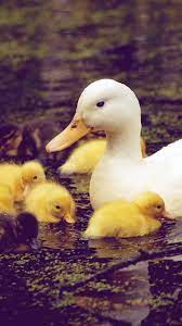 Maybe you would like to learn more about one of these? Baby Ducks Wallpapers Wallpaper Cave