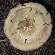Image result for Lactarius mutabilis
