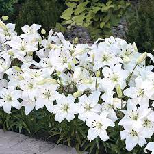 Check spelling or type a new query. White Carpet Border Lilies Breck S