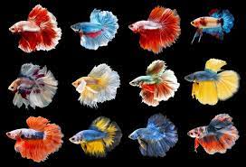 Read on to learn about the main common colors, as well as some of the more exotic ones in existence that you might not have come across or thought about. 37 Types Of Betta Fish Breeds Patterns Colors Tails With Pictures It S A Fish Thing