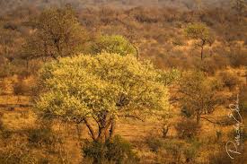 Image result for Acacia nigrescens