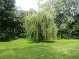Check spelling or type a new query. 4 Weeping Willow Trees Live Plant Garden Plants Fast Growing Outdoor Yard Tree Trees Plants Seeds Bulbs