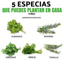 Cocinar los restos de la especias antes de que se arruinen (david malosh/the new york times). 5 Especias Que Puedes Plantar En Casa Facilmente Para Los Amantes De La Buena Cocina Las Especias Cultivo De Plantas Como Plantar Perejil Plantas Para Cocina