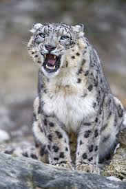 Cute And Funny Sitting Villy Snow Animals Snow Leopard Snow Leopard Endangered