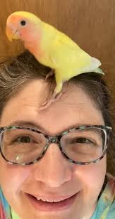 Loveliness of Ladybugs and their Symbolism of Good Luck