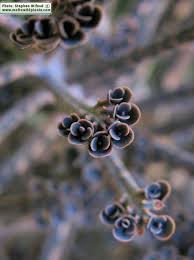 Image result for Bryophyllum tubiflorum