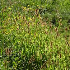 Image result for Setaria pumila