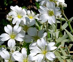 Image result for Cerastium indicum