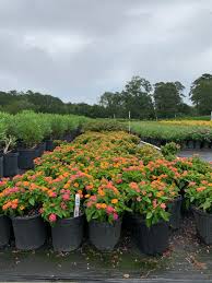 Image result for Lantana moldenkei