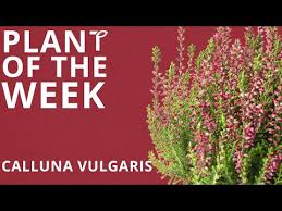 Image result for Calluna vulgaris