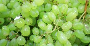 We did not find results for: Soiuri De Vite Hibrizi Avantajele Cultivarii Lor Blog De Agricultura