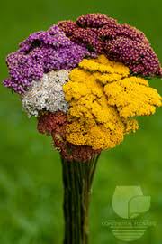 879 clifton avenue clifton, nj 07013. Clifton Wholesale Florist Inc