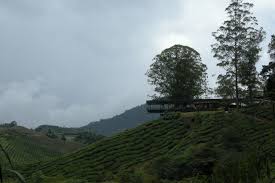Road is narrow and winding. File Boh Tea Plantations 2 Cameron Highlands Malaysia Jpg Wikimedia Commons