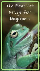 The Best Pet Frogs For Beginners - Pbs Pet Travel