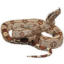 Buy Guyana Red Tail Boas Online For Sale With Same Day Shipping Red Tail Boa Reptiles Beautiful Snakes