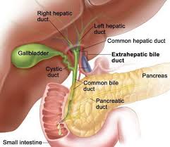 Is the elongated tapering portion lies obliquely across the posterior abdominal wall. Gall Bladder And Pancreas Anatomy And Location Liver Anatomy Digestive System Anatomy Human Anatomy And Physiology