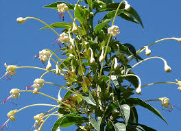 Image result for Clerodendrum toxicarium