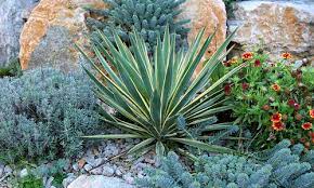 Landscaping with yuccas are great to add a southwest flare to your gardens. Plant Combination Ideas Plant Family Yucca